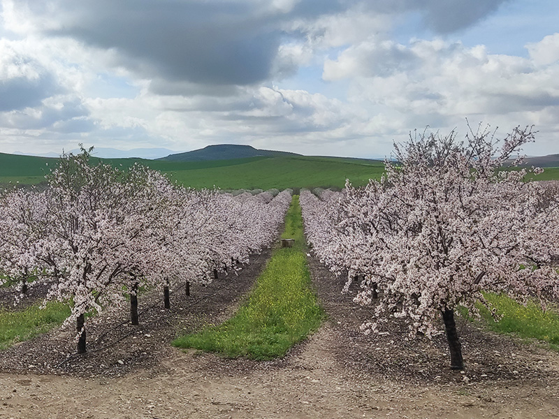 Almendro Agrónomos Arrebola