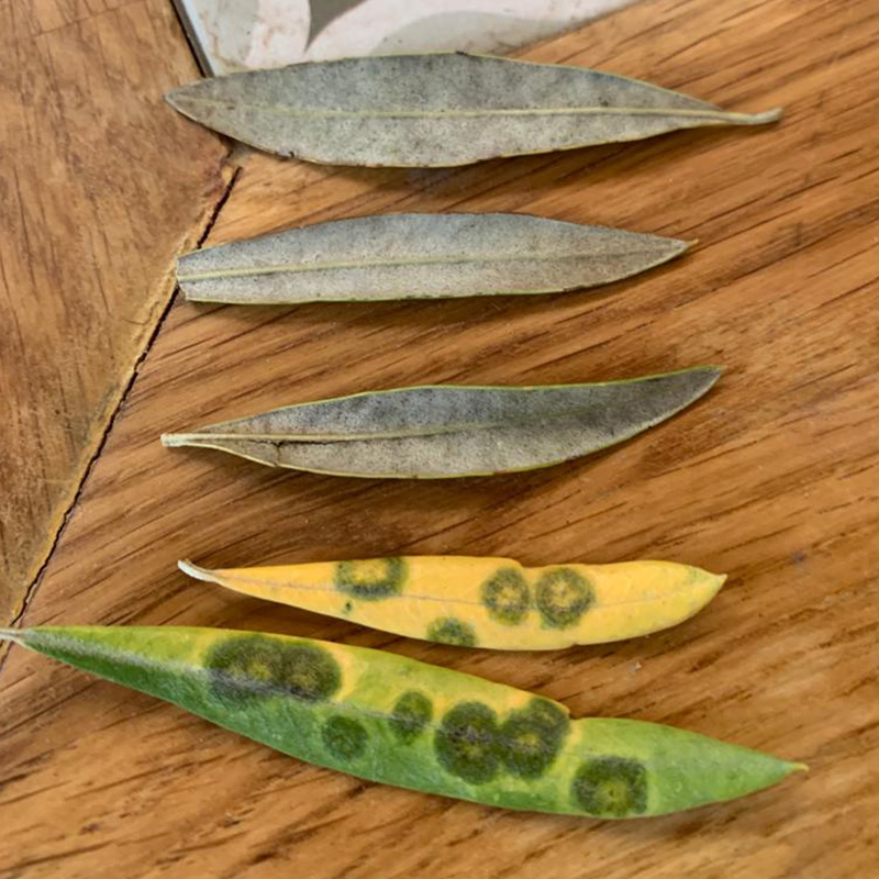 Agronomos arrebola diagnostico