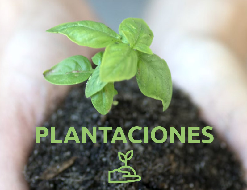 Plantaciones Agrónomos Arrebola