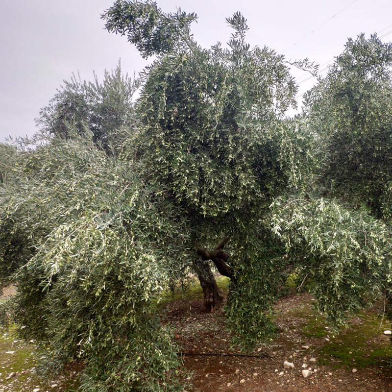 Agronomos Arrebola rentabilidad