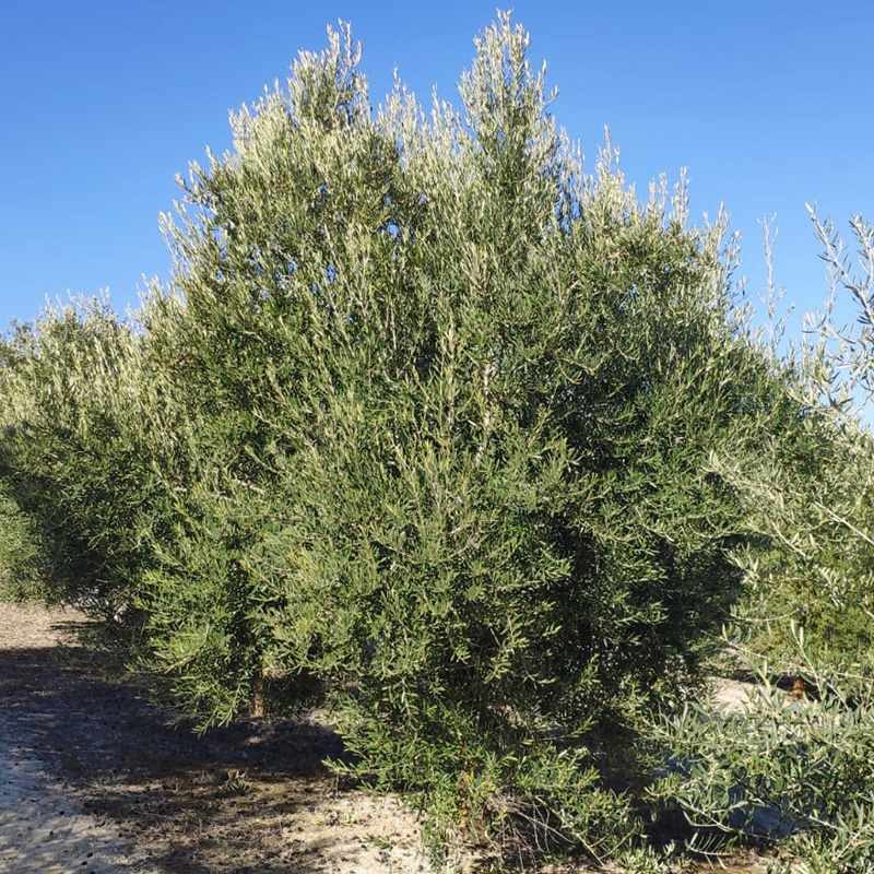 Agronomos Arrebola