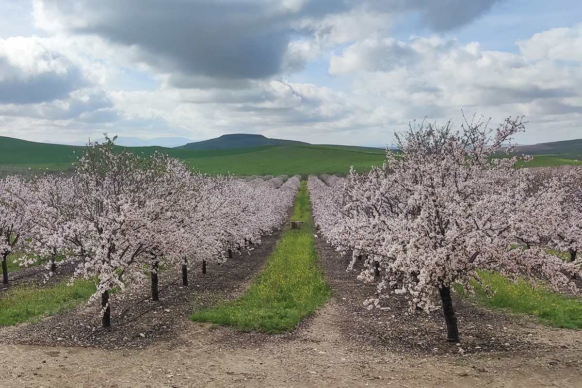 Agrónomos Arrebola Almendro