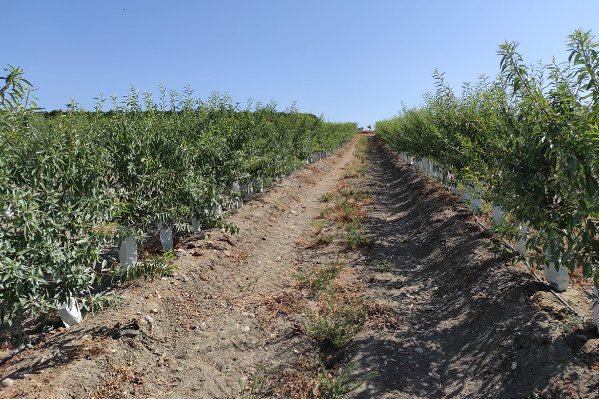 Agrónomos Arrebola Almendro