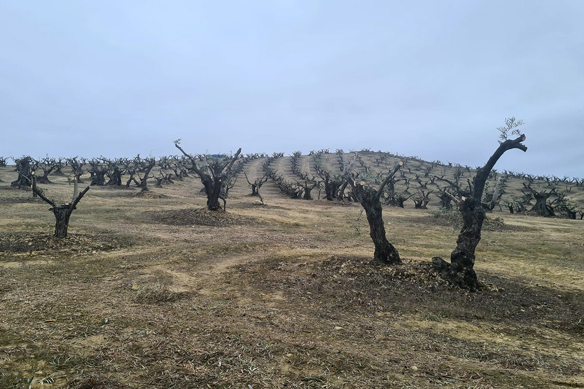 Agrónomos Arrebola arranque olivos