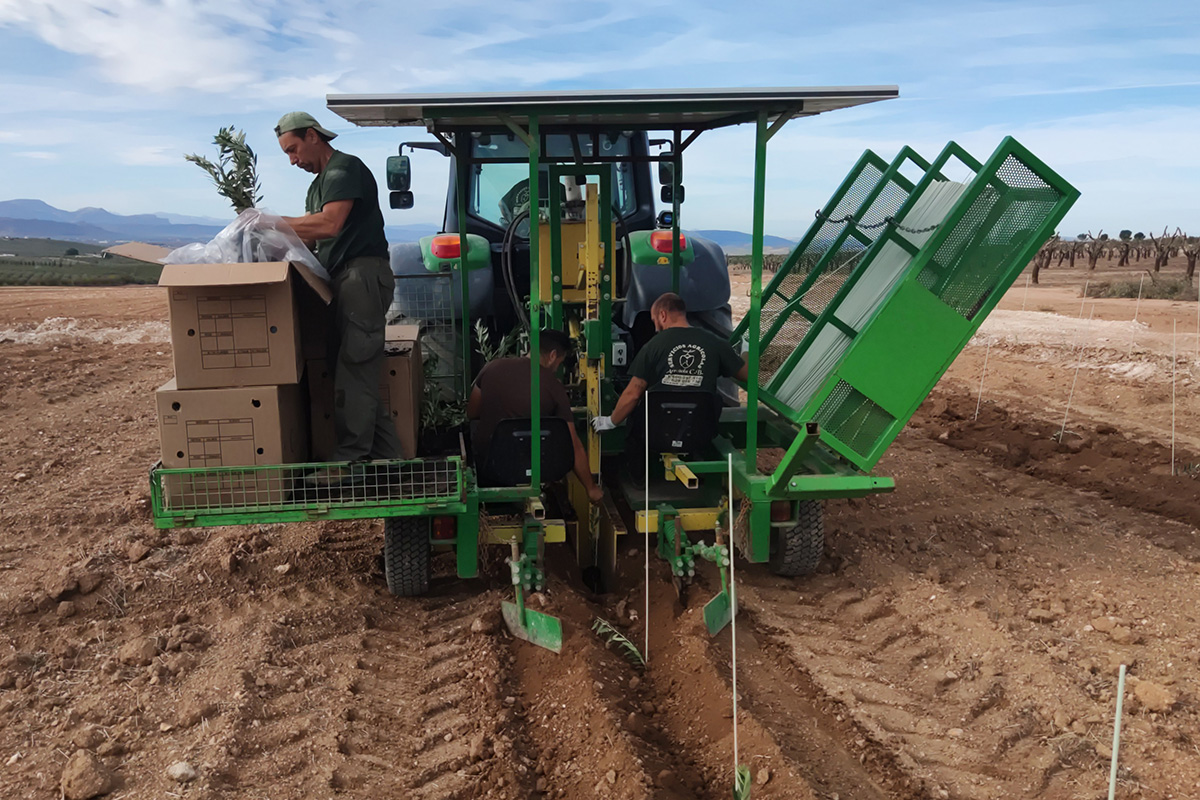 Agrónomos Arrebola plantación