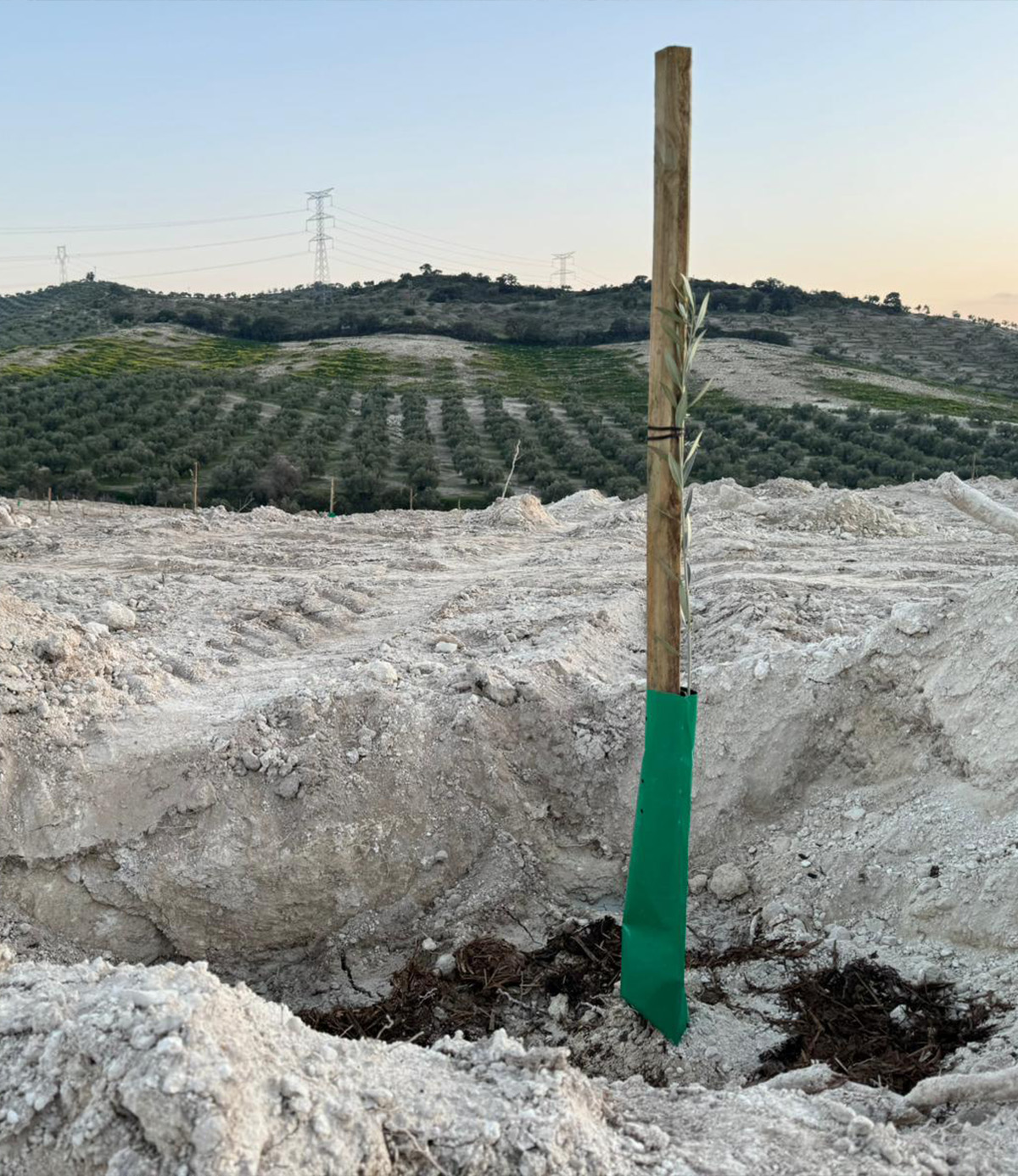 Agrónomos Arrebola plantación olivar