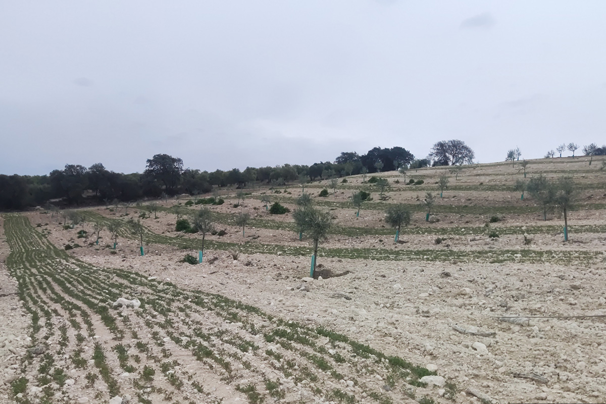 Agrónomos Arrebola cubierta vegetal